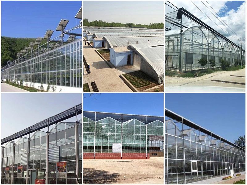 Green House Polycarbonate Roofing Sheet Sun Sheets PC Embossed Sheets Polycarbonate Hollow Plastic Roofing Panels